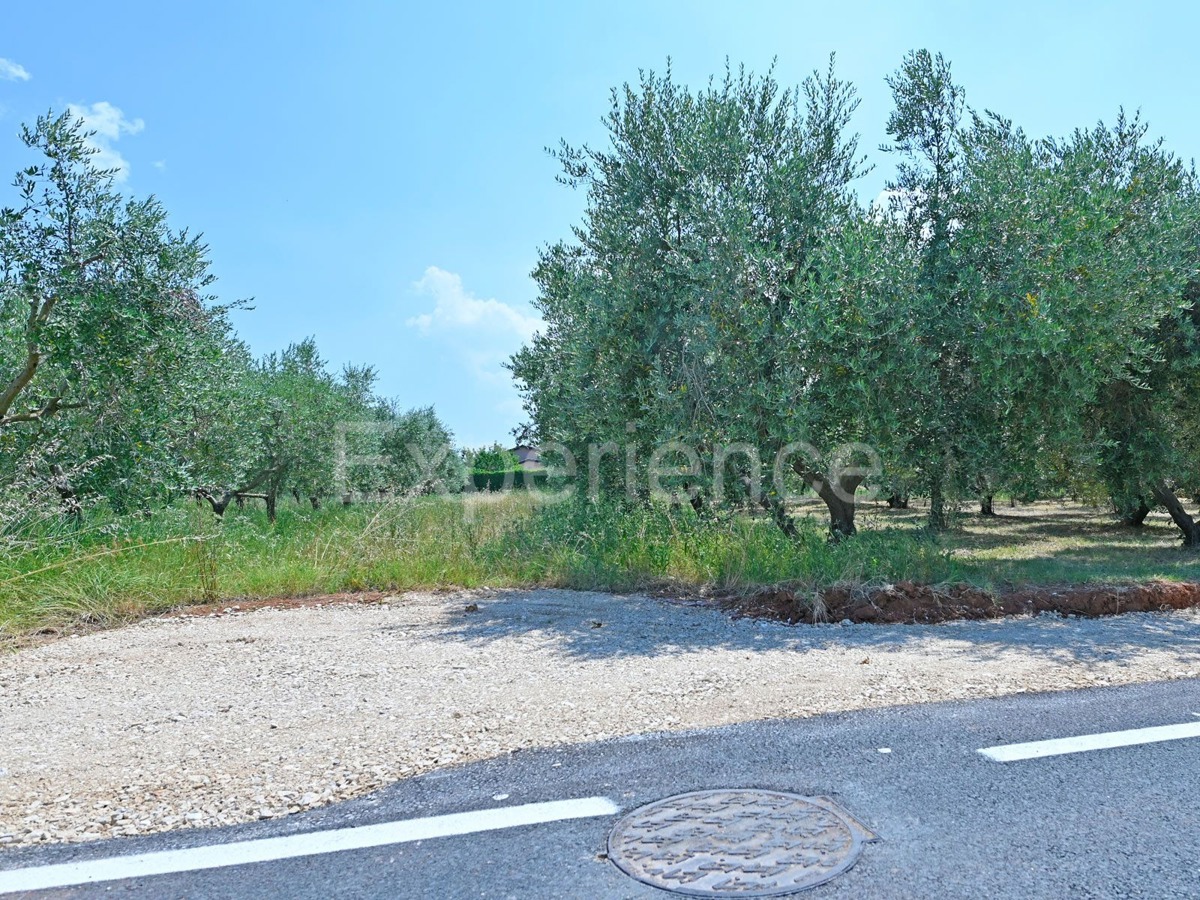 Kaštelir - terreno edificabile, superficie di 1.165 m²!