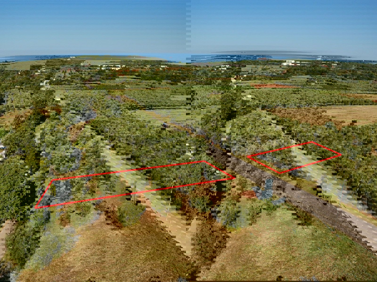 Vendita di terreno agricolo con ulivi secolari a Vabriga