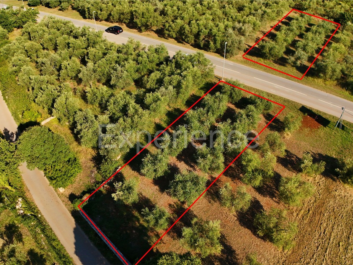 Vendita di terreno agricolo con ulivi secolari a Vabriga