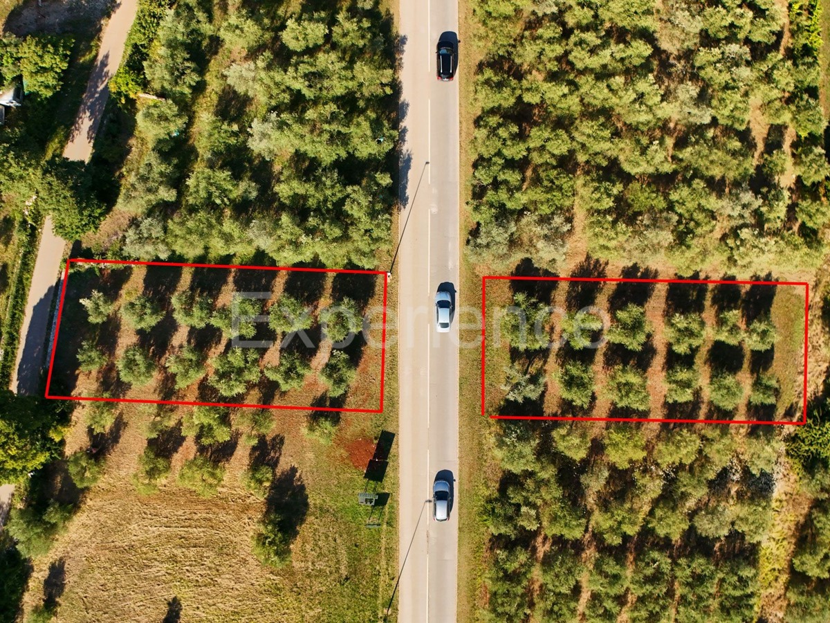 Vendita di terreno agricolo con ulivi secolari a Vabriga