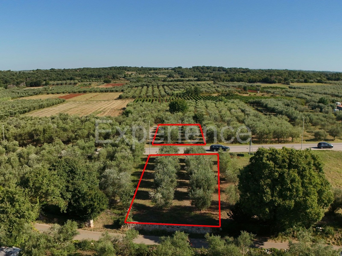 Vendita di terreno agricolo con ulivi secolari a Vabriga