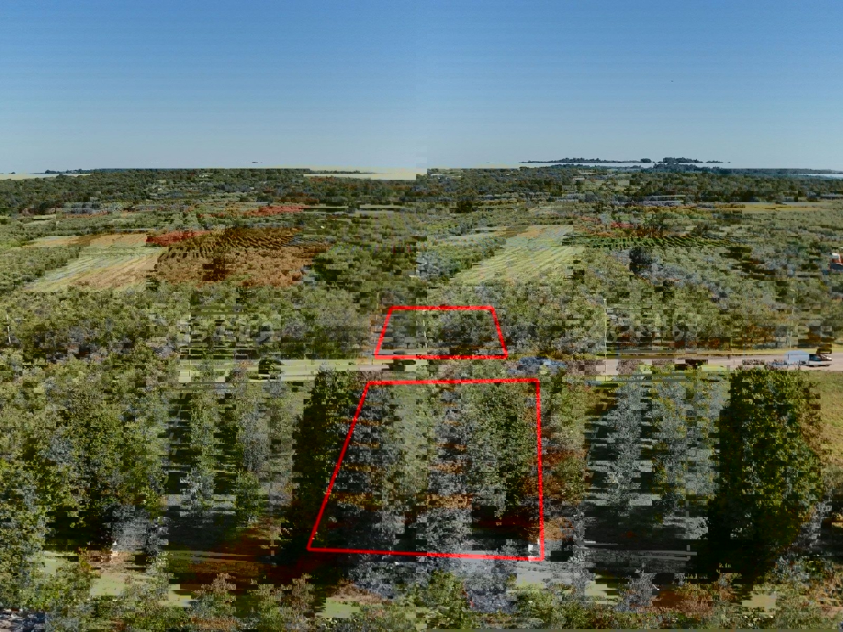 Vendita di terreno agricolo con ulivi secolari a Vabriga