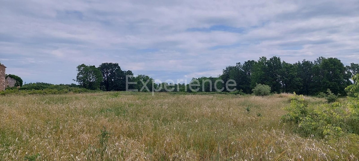 Kaštelir - terreno edificabile, superficie di 900 m²!