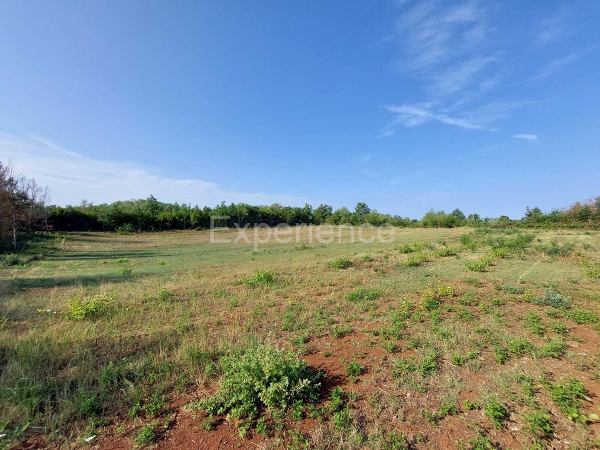 A Kaštelir - terreno agricolo vicino all'AREA EDIFICABILE!