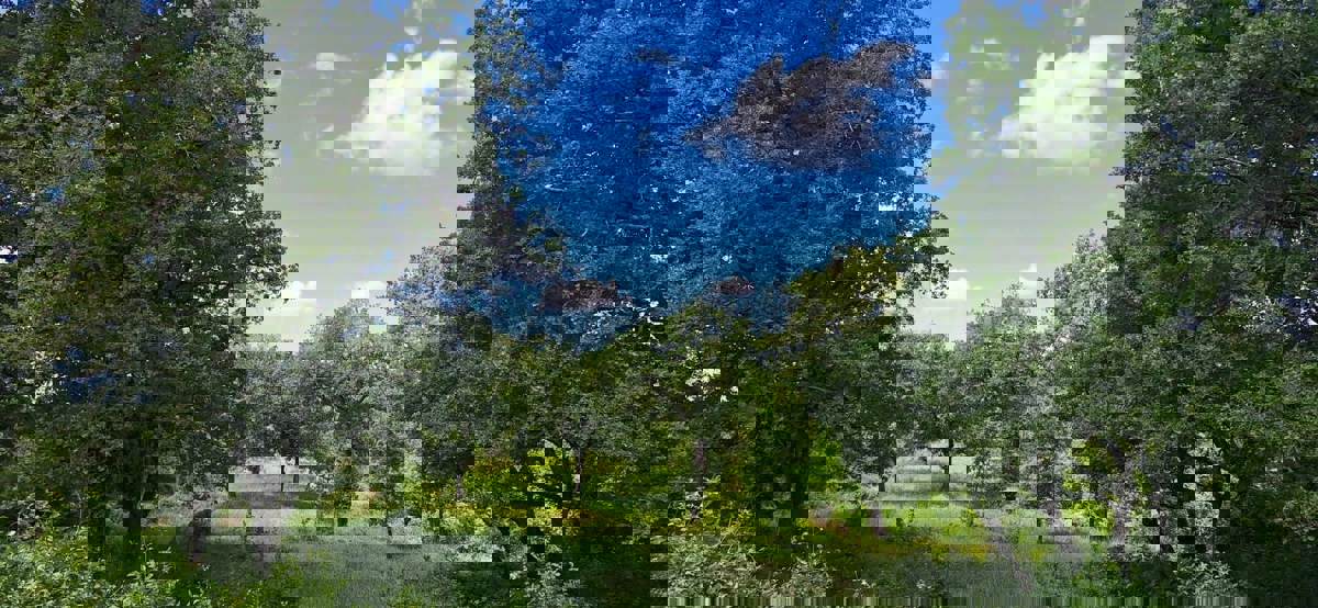 Nelle vicinanze di Sveti Lovreč - terreno edificabile con casa in pietra!