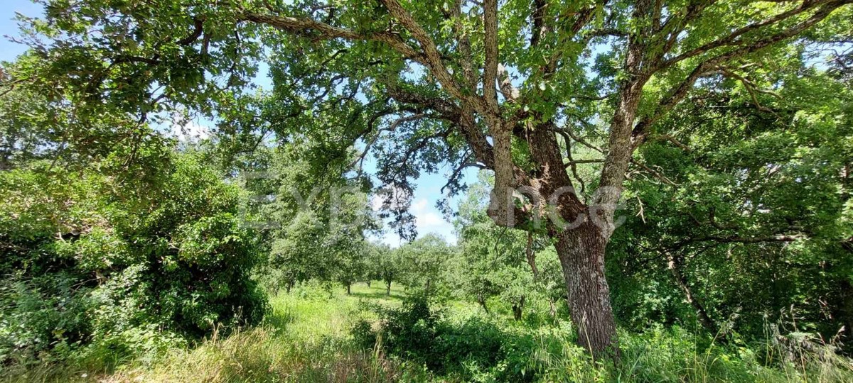 Nelle vicinanze di Sveti Lovreč - terreno edificabile con casa in pietra!