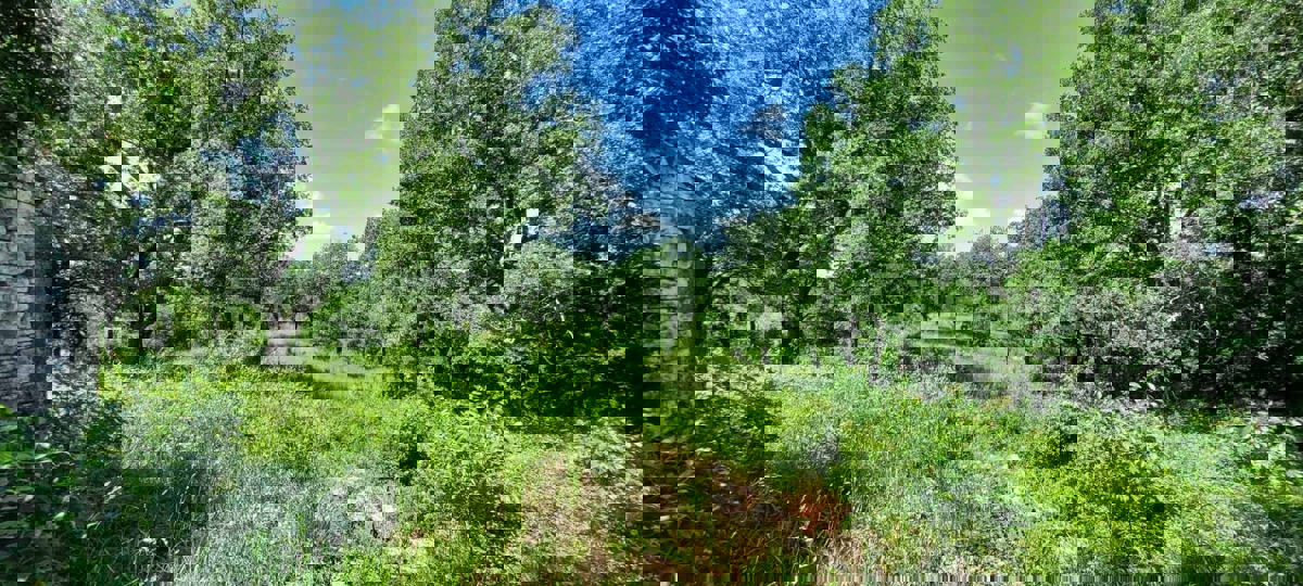 Nelle vicinanze di Sveti Lovreč - terreno edificabile con casa in pietra!