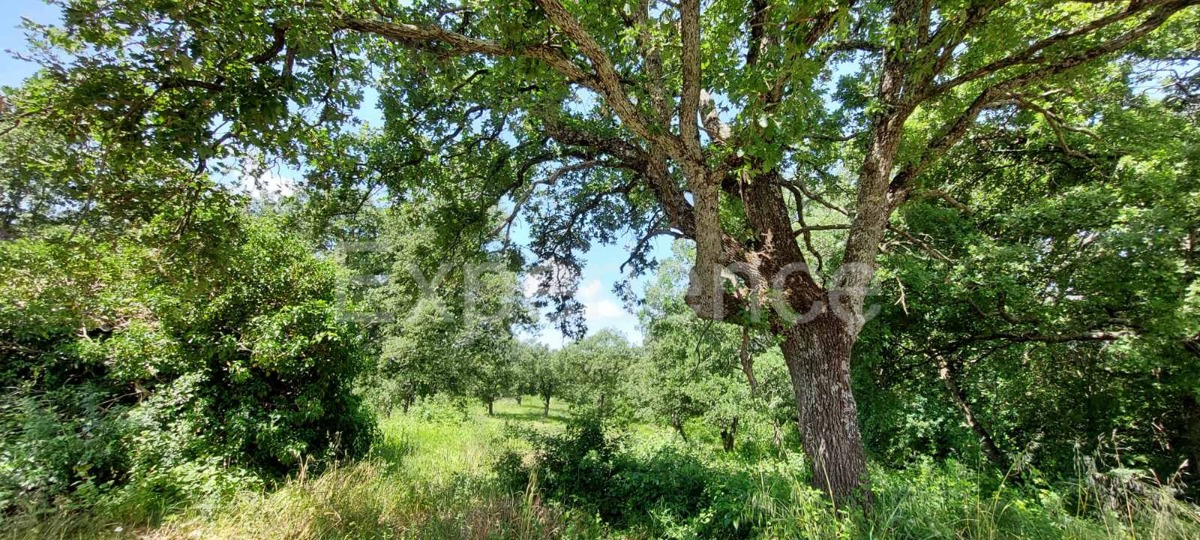 Nelle vicinanze di Sveti Lovreč - terreno edificabile con casa in pietra!