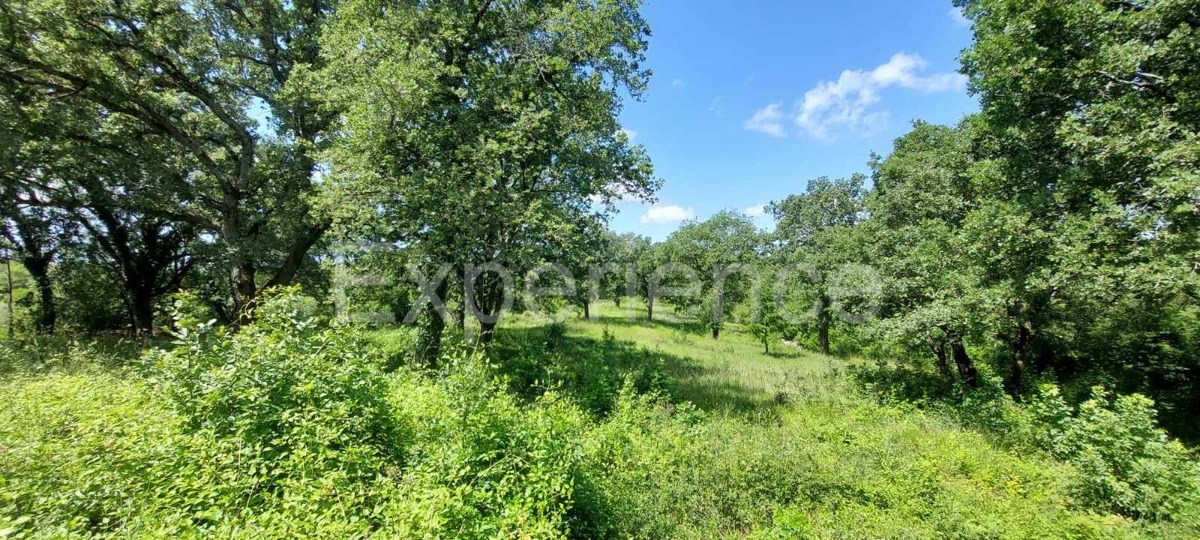 Nelle vicinanze di Sveti Lovreč - terreno edificabile con casa in pietra!
