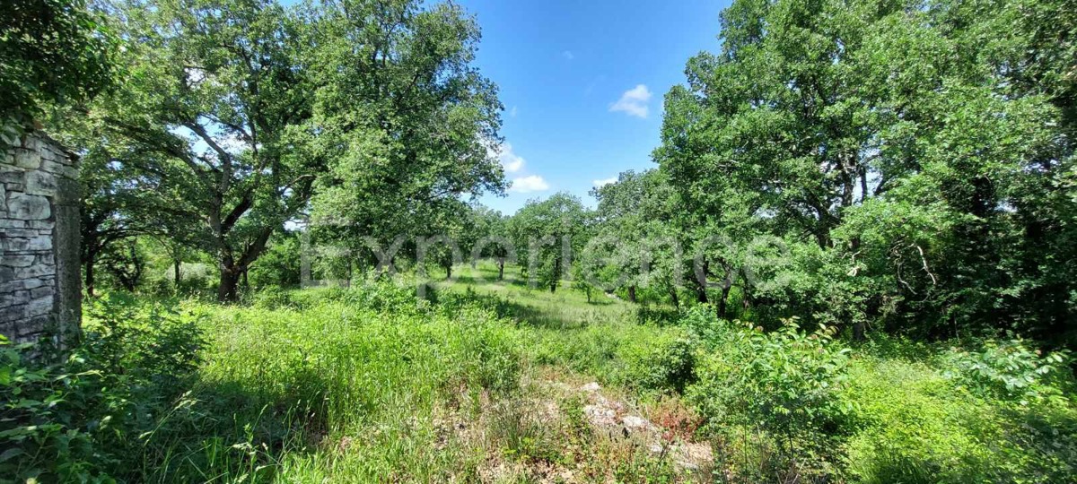 Nelle vicinanze di Sveti Lovreč - terreno edificabile con casa in pietra!