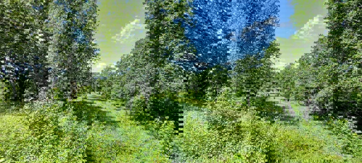 Nelle vicinanze di Sveti Lovreč - terreno edificabile con casa in pietra!