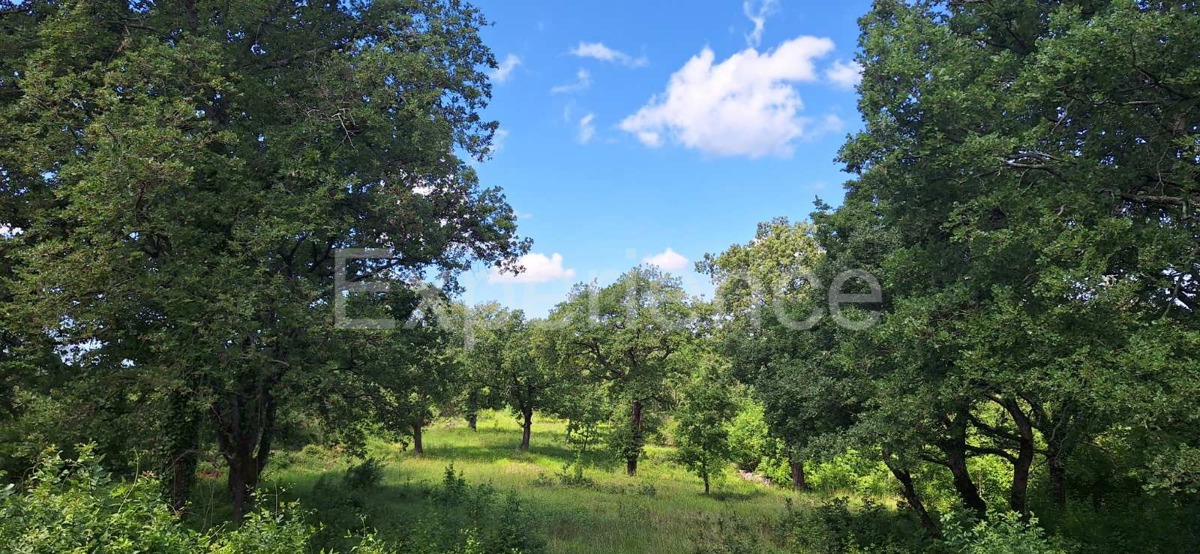 Nelle vicinanze di Sveti Lovreč - terreno edificabile con casa in pietra!