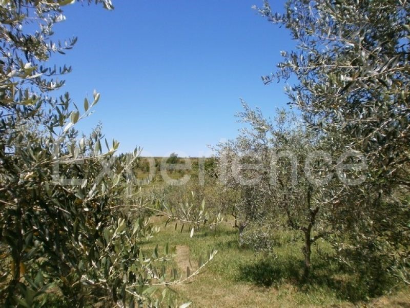 Vižinada, casa con 5 appartamenti, vista Motovun, zona tranquilla
