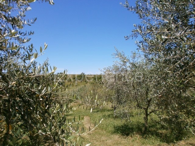 Vižinada, casa con 5 appartamenti, vista Motovun, zona tranquilla