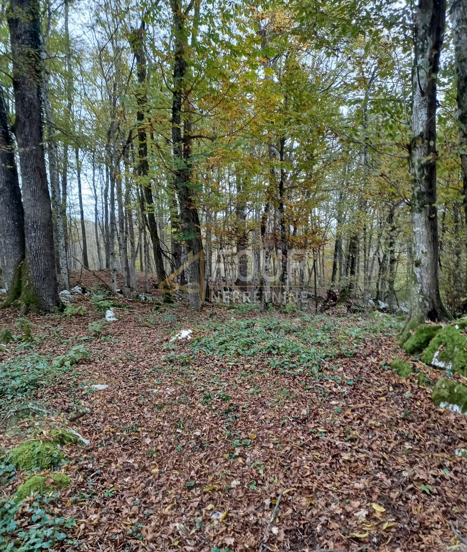 Bosiljevo, 100.581,31m2