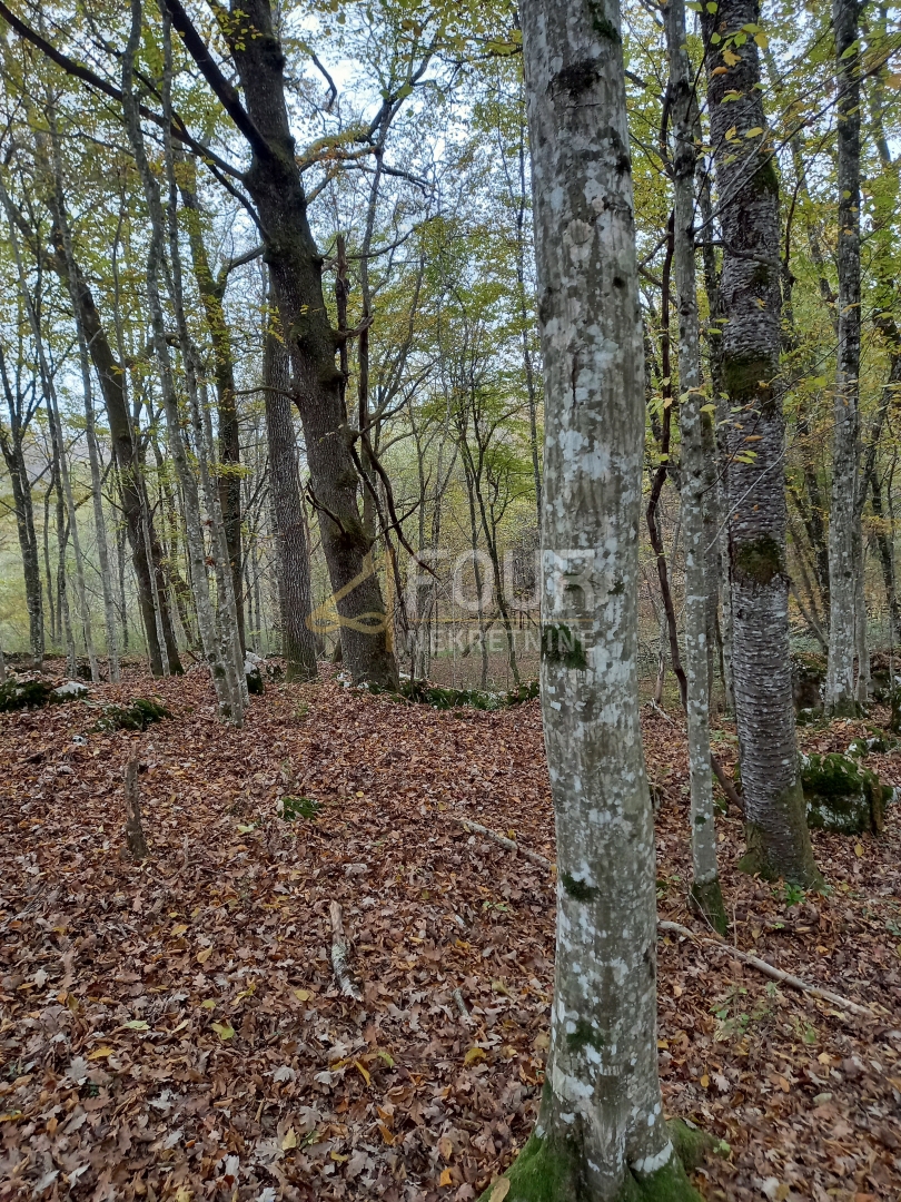 Bosiljevo, 100.581,31m2