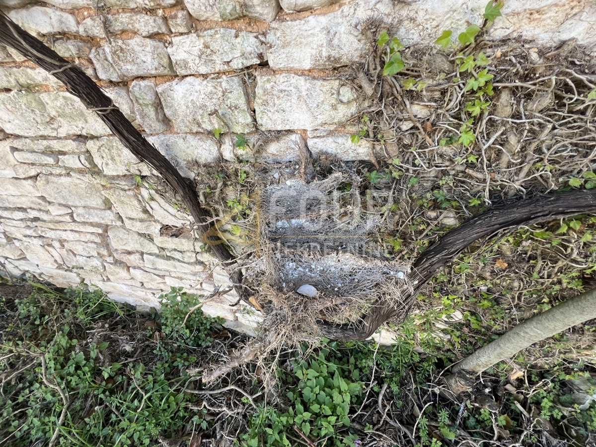 Svetvinčenat, 439m2