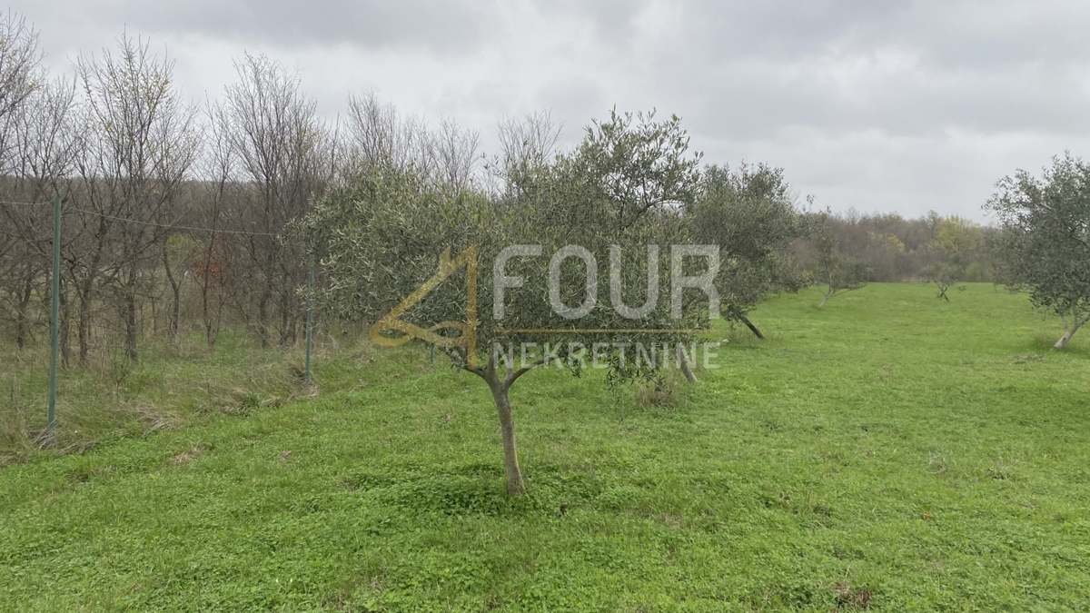 Istria, Kanfanar, terreno agricolo, 13.301m2