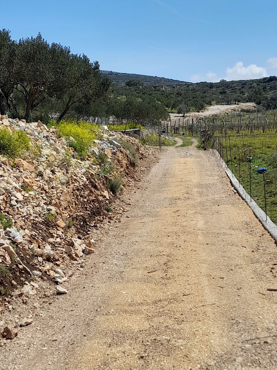 Terreno agricolo a Milna con 150 ulivi coltivati, vite e seminativo