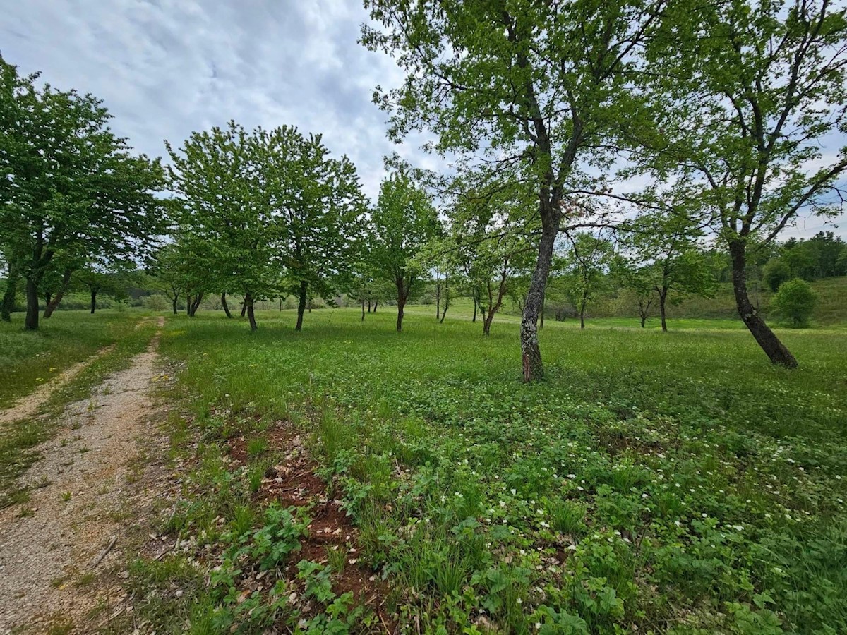 terreno edifibabile pvicino a Višnjan