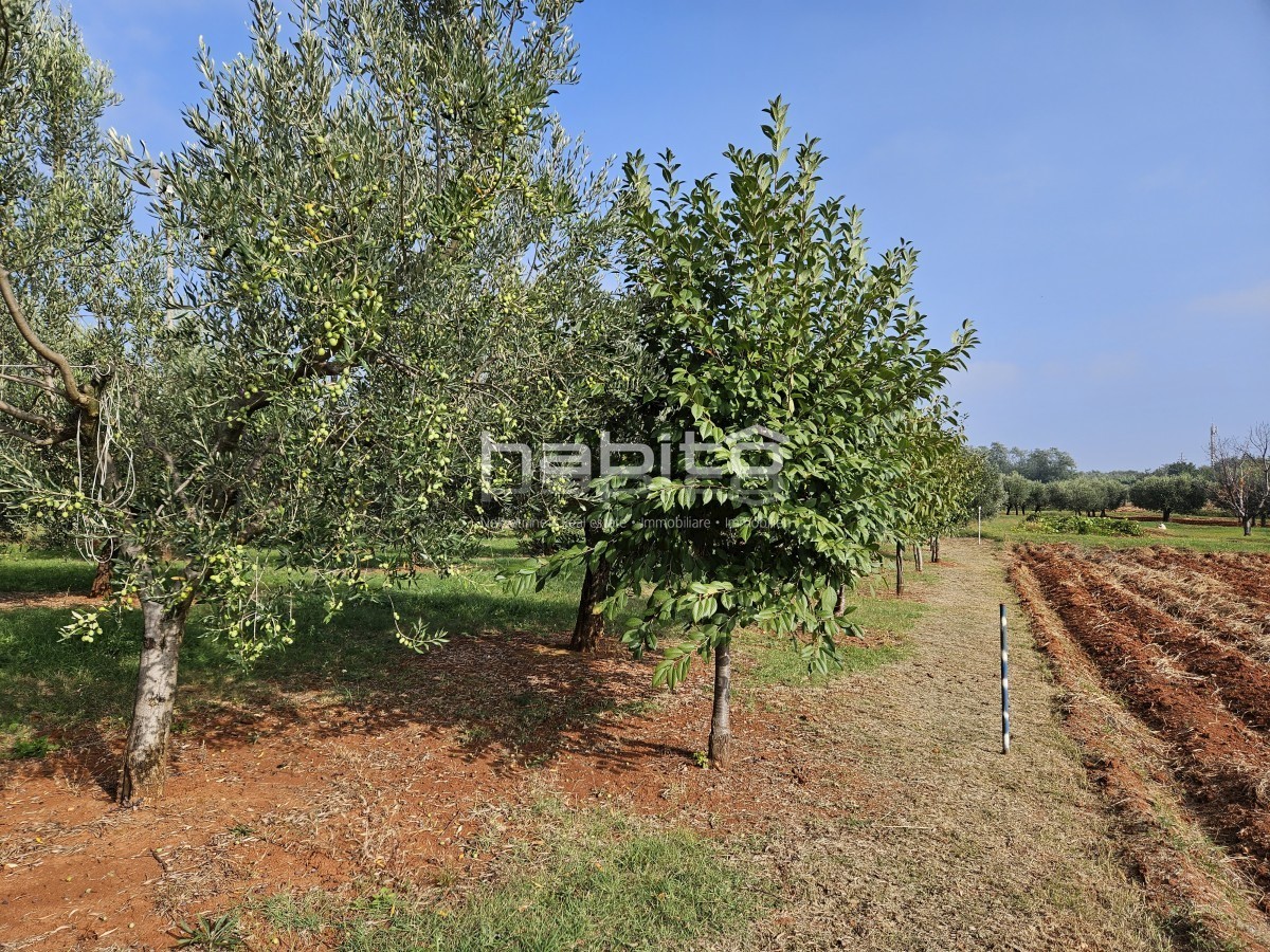 Parenzo 10 km - Terreno edificabile e agricolo a soli 8 km dal mare