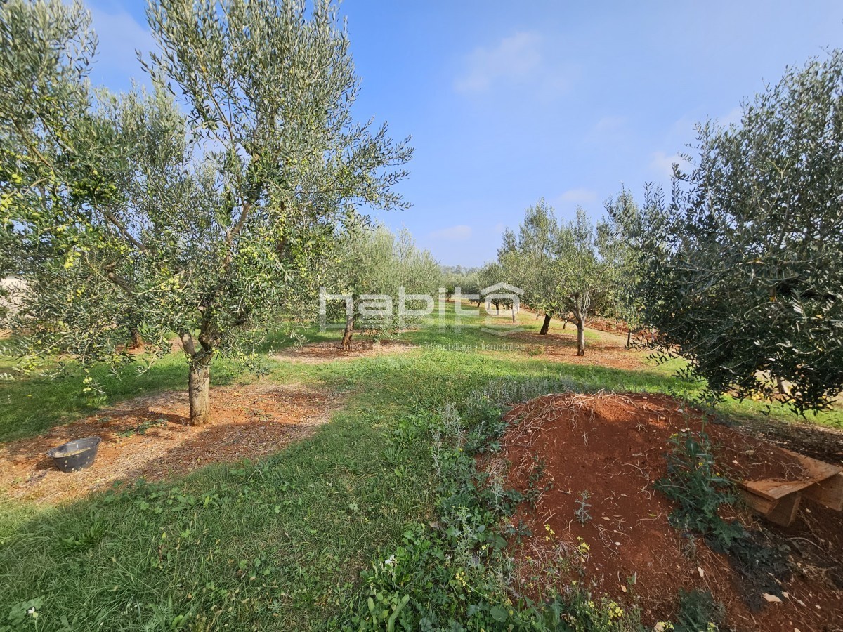 Parenzo 10 km - Terreno edificabile e agricolo a soli 8 km dal mare