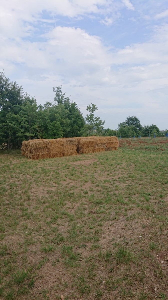 Terreno Svetvinčenat, 8.900m2