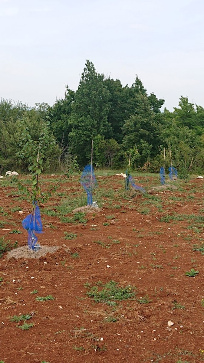 Terreno Svetvinčenat, 8.900m2