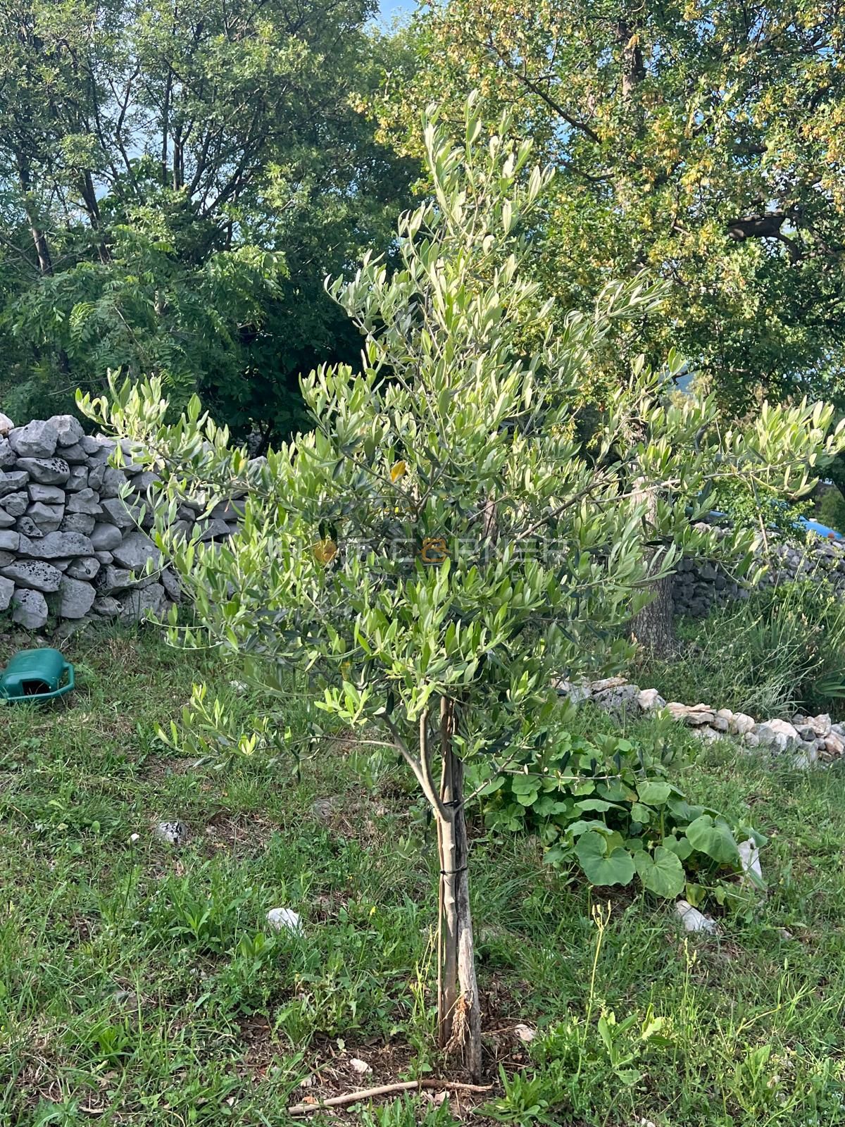Casa da sogno, Albona, VISTA SU TUTTO IL QUARNARO