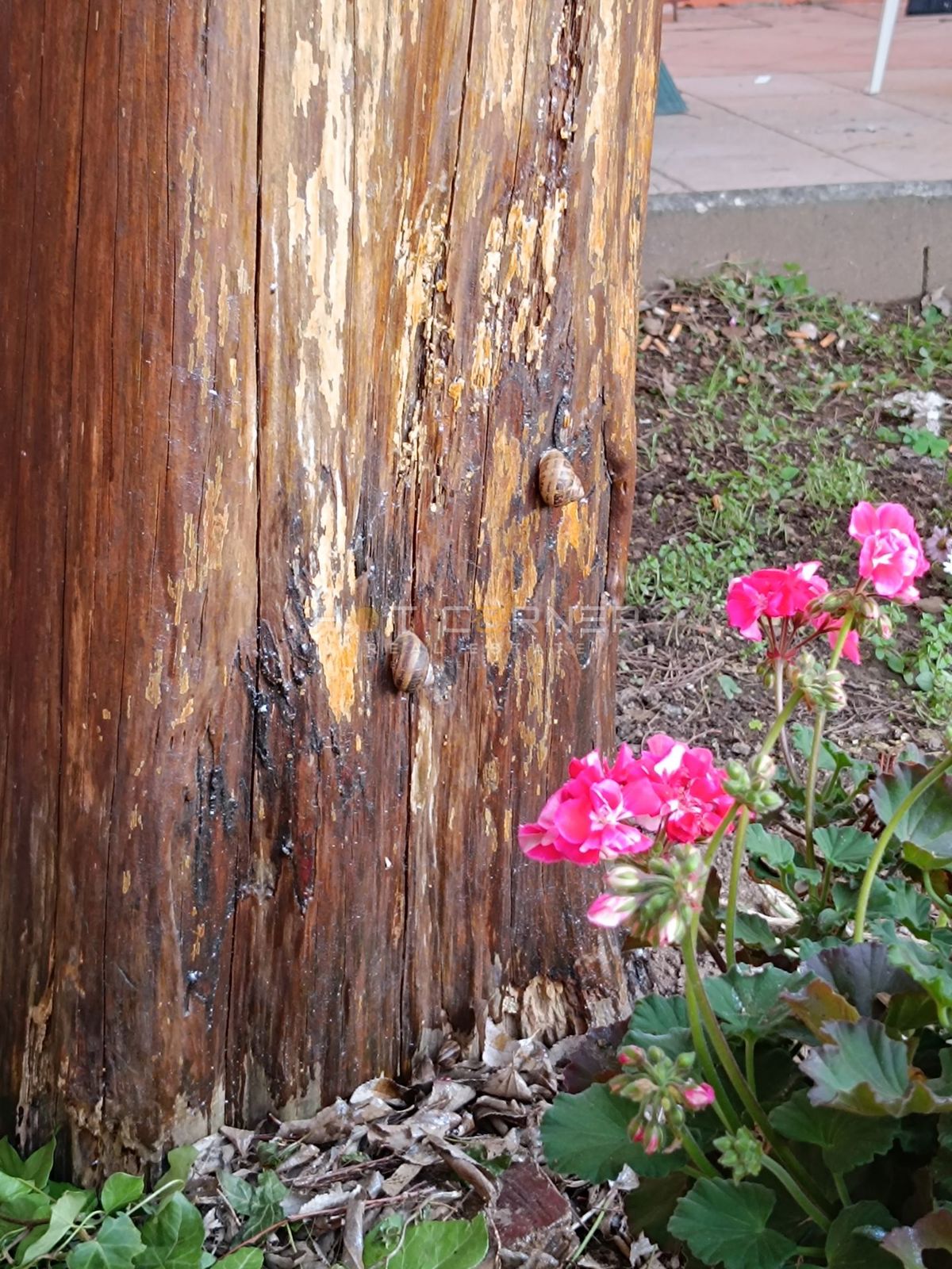 Autentica villa italiana con carattere - centro di Pola