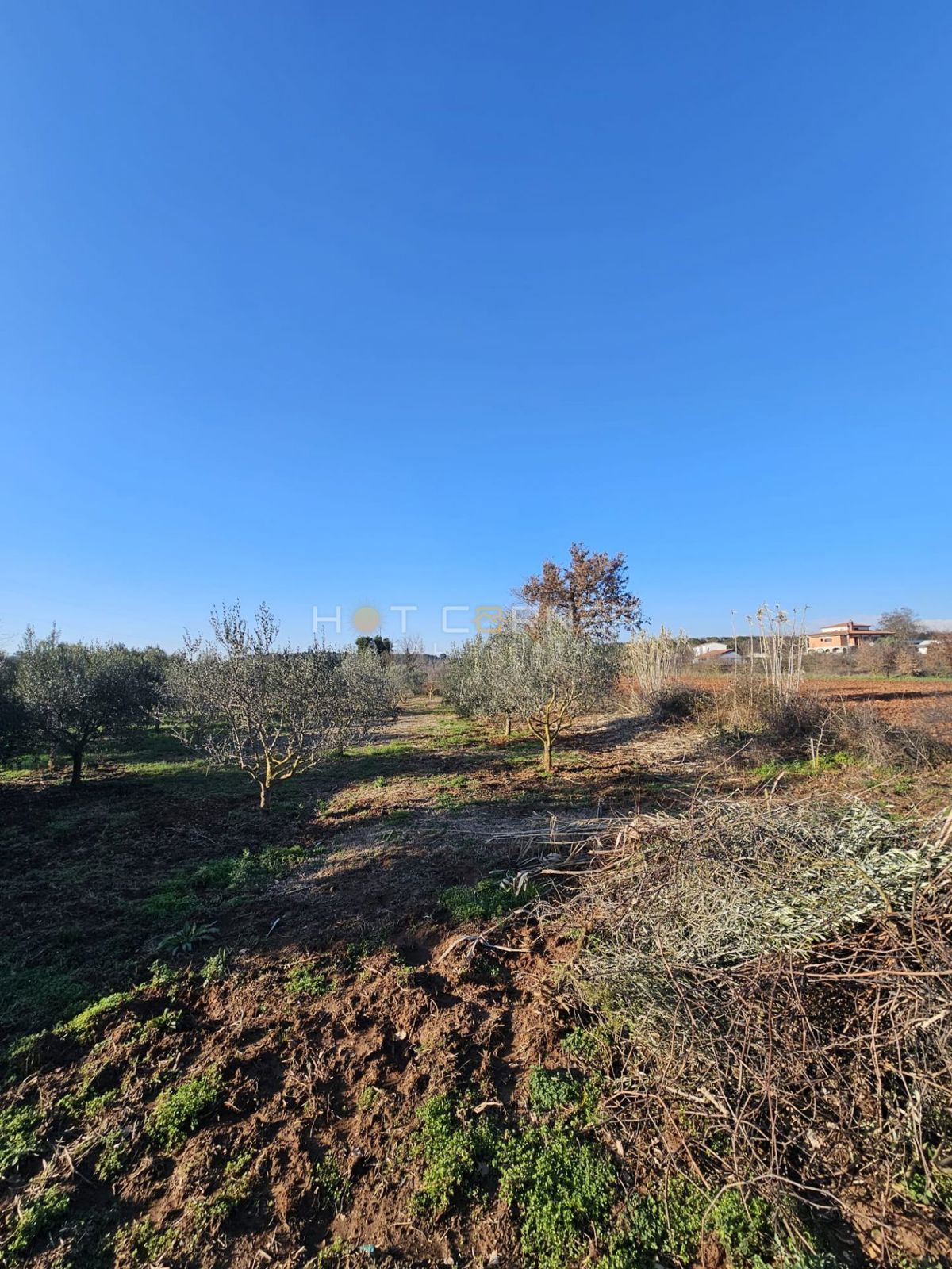 Casetta con Frutteto & Ulivi – Solo €150k a Banjole!