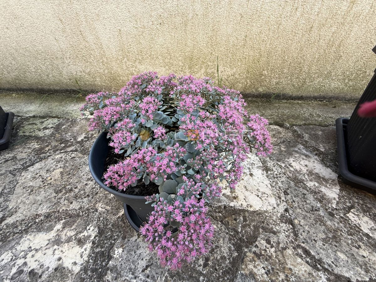 Banjole, a 150 m dal mare, appartamento al piano terra con cortile di 20 m²