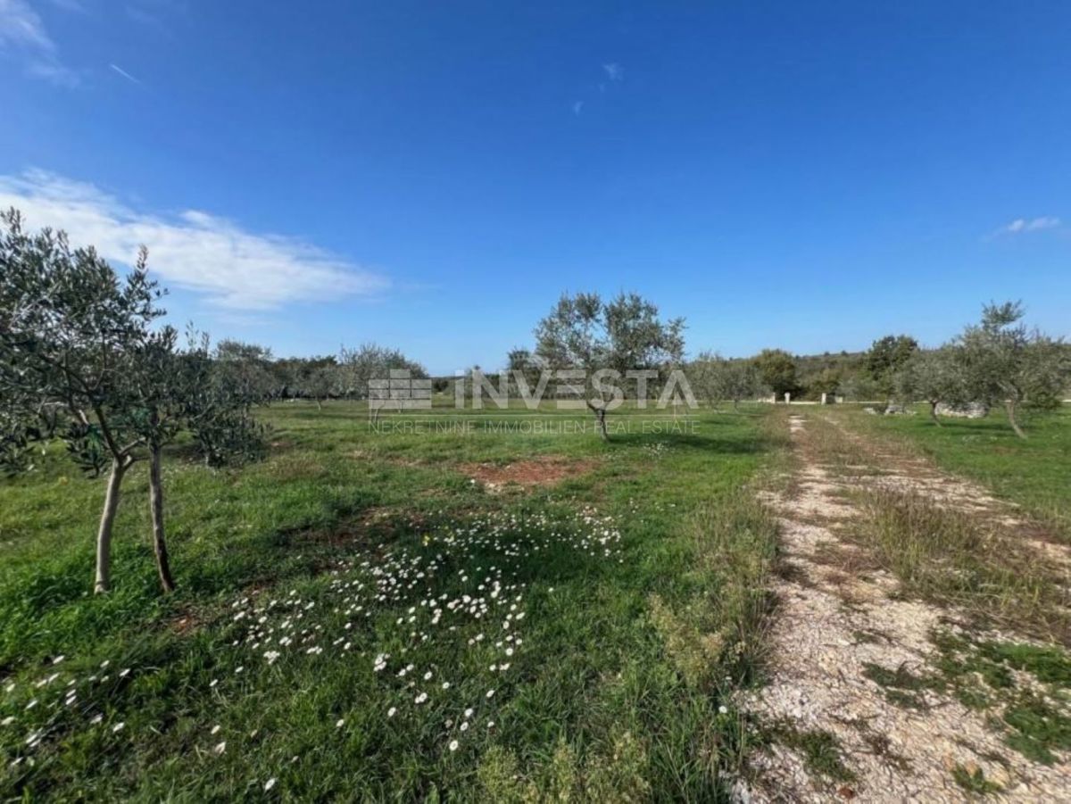 Vodnjan, terreno agricolo con ulivi