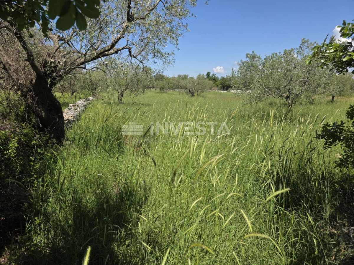 Nei dintorni di Fasana, terreno agricolo spazioso e ben curato