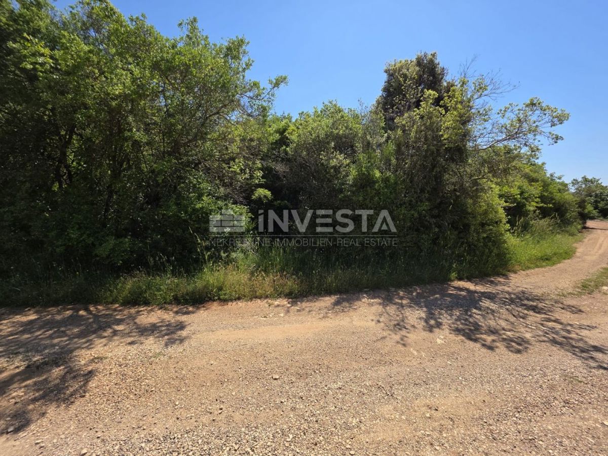 Zona di Fasana, Peroi, bosco a 450 m dal mare