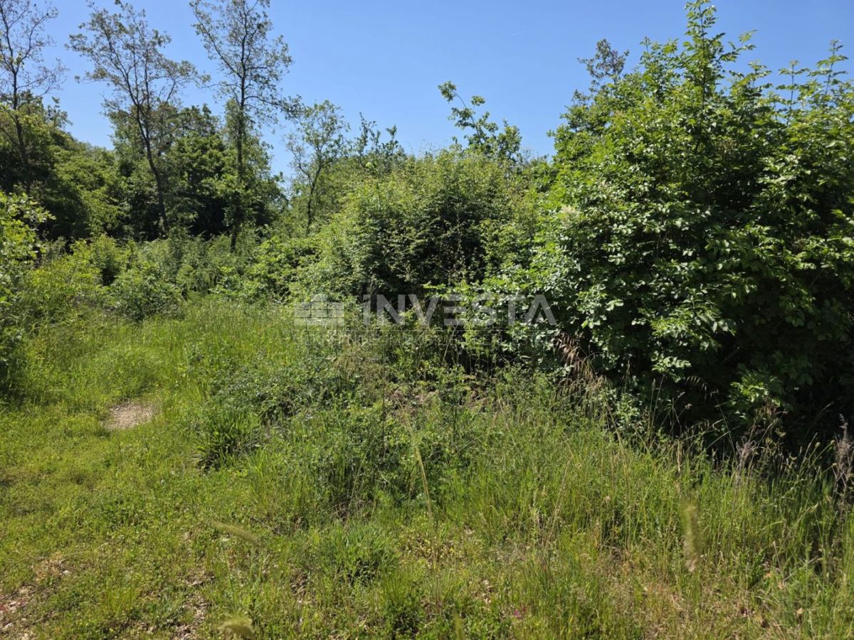 Zona di Fasana, Peroi, bosco a 450 m dal mare