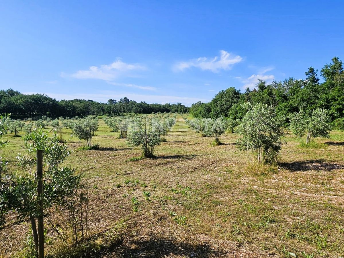 Opportunità di investimento nel sud dell'Istria – business e edonismo