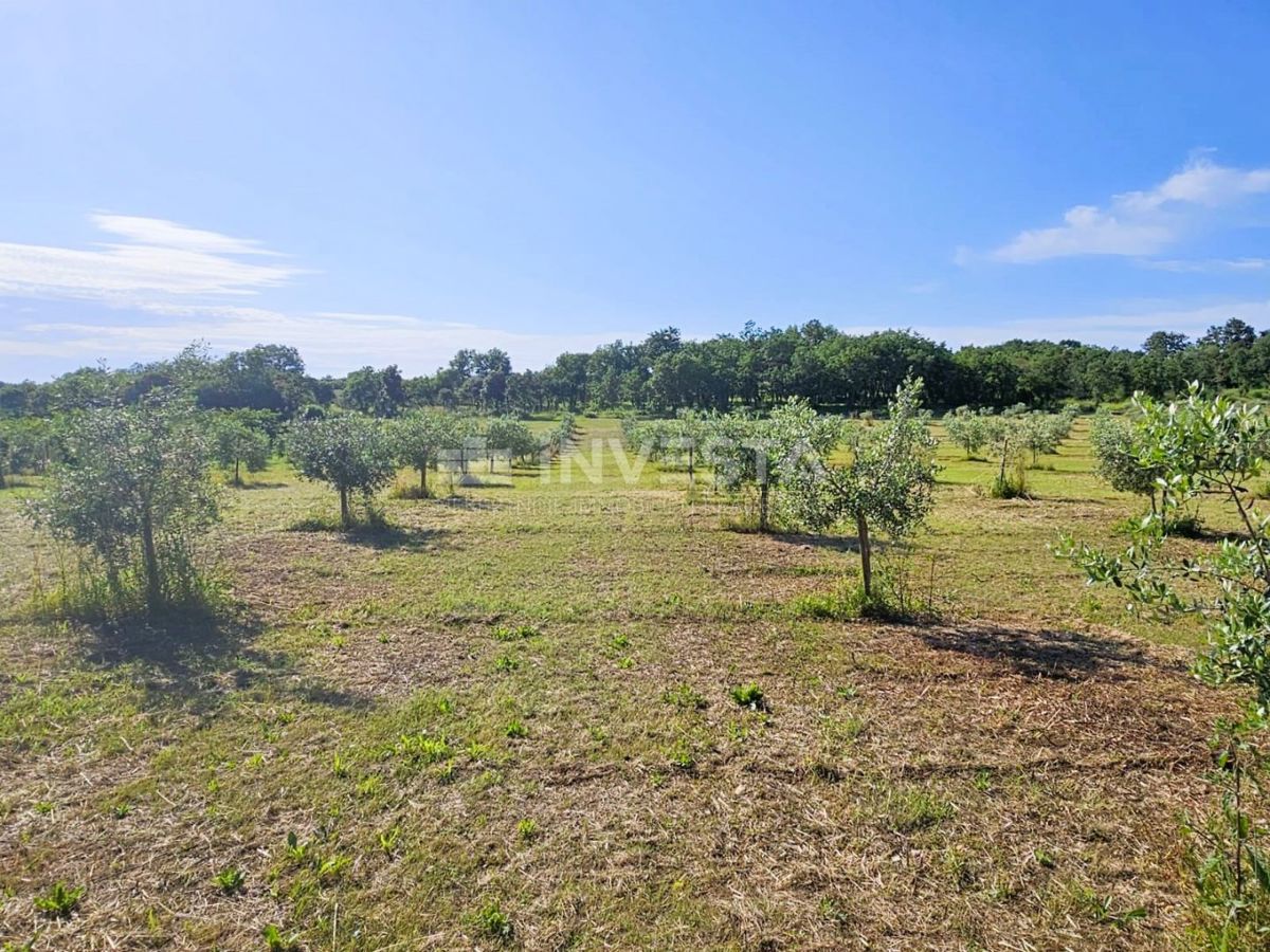 Opportunità di investimento nel sud dell'Istria – business e edonismo