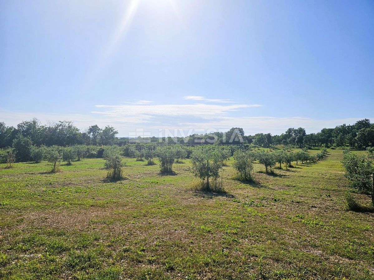 Opportunità di investimento nel sud dell'Istria – Progetto turistico-agricolo