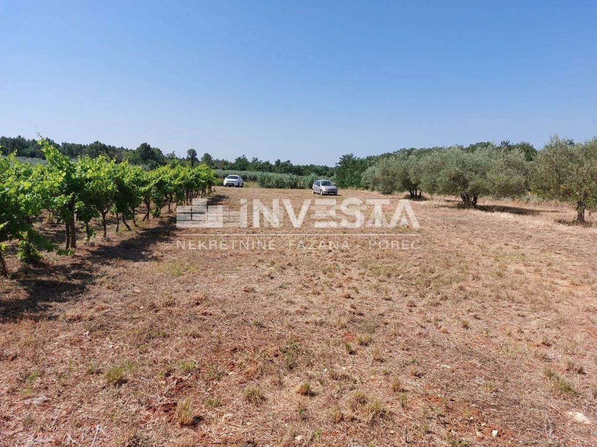 Zona di Parenzo, terreno agricolo 4549 m2 - vigneto e pascolo