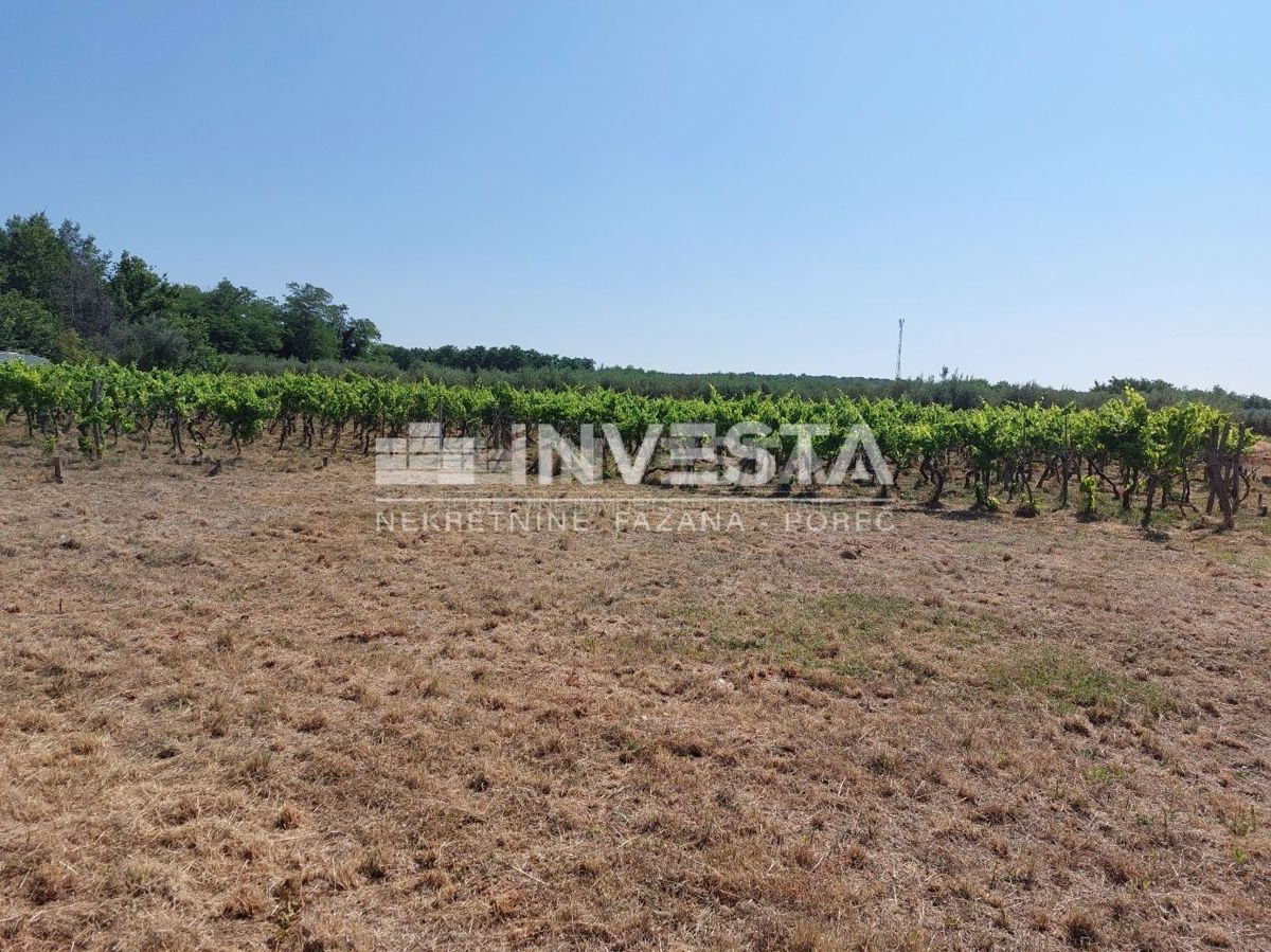 Zona di Parenzo, terreno agricolo 4549 m2 - vigneto e pascolo