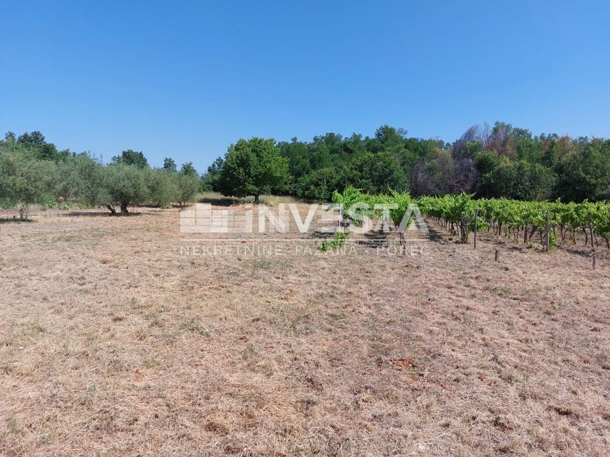 Zona di Parenzo, terreno agricolo 4549 m2 - vigneto e pascolo