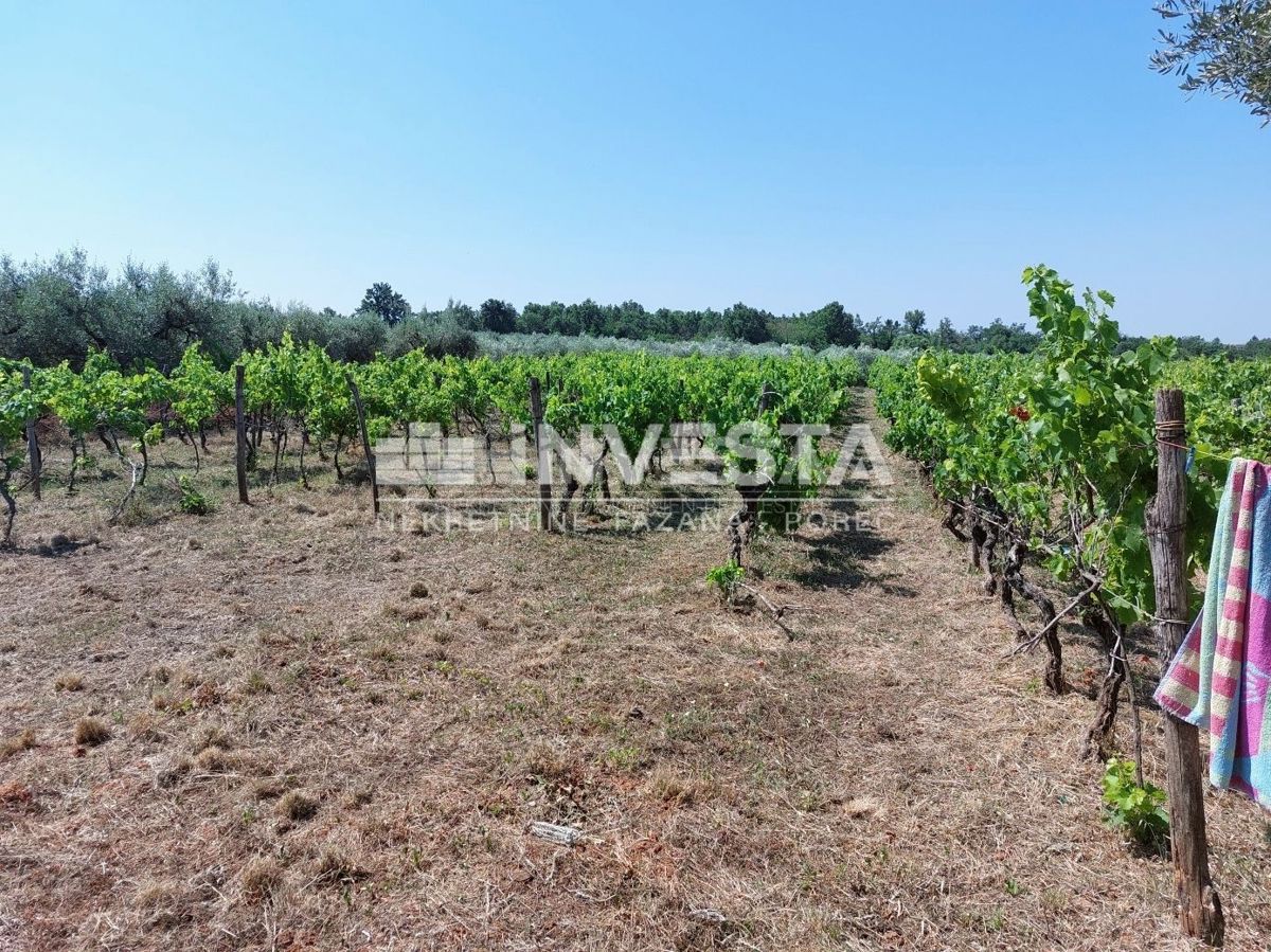 Zona di Parenzo, terreno agricolo 4549 m2 - vigneto e pascolo