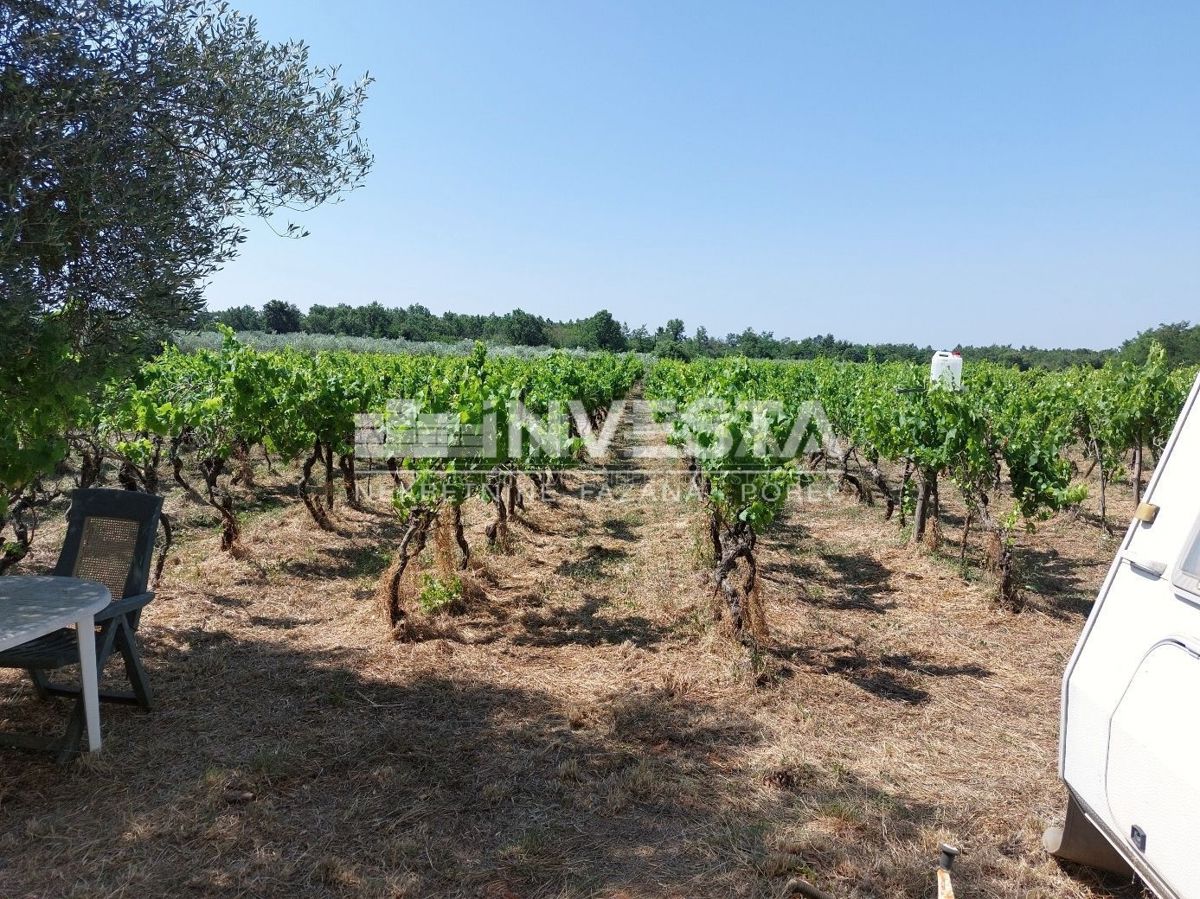 Zona di Parenzo, terreno agricolo 4549 m2 - vigneto e pascolo