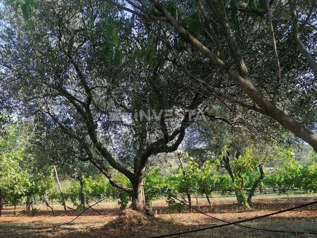 Rovigno, oasi verde di pace vicino al mare