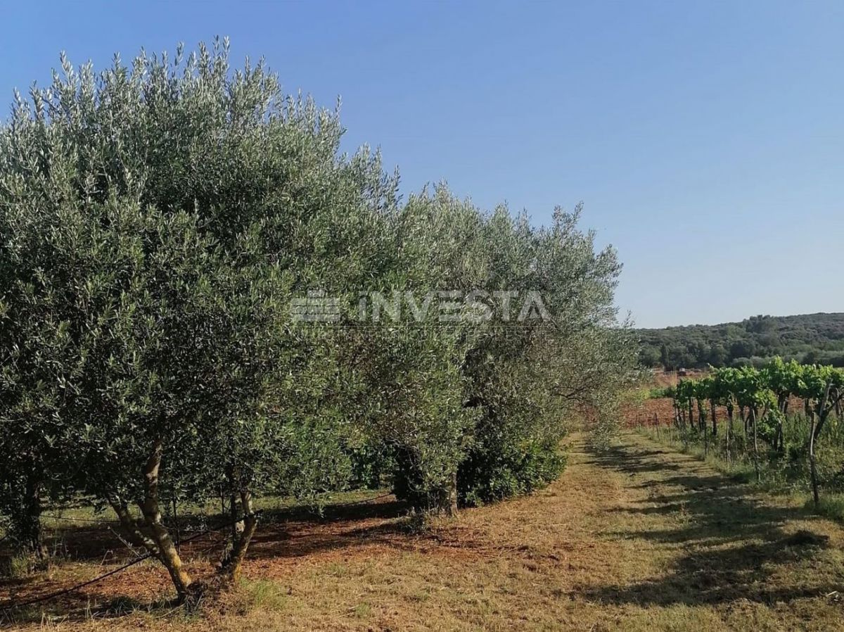 Rovigno, oasi verde di pace vicino al mare