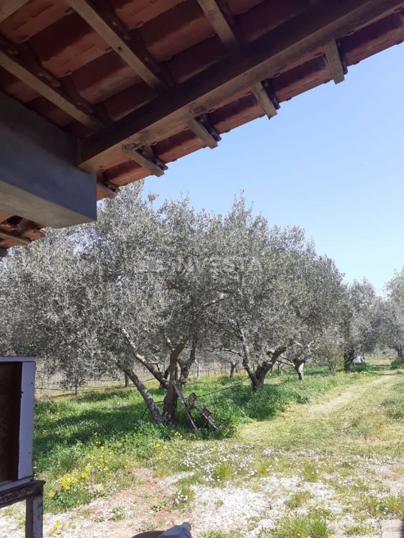 Rovigno, oasi verde di pace vicino al mare