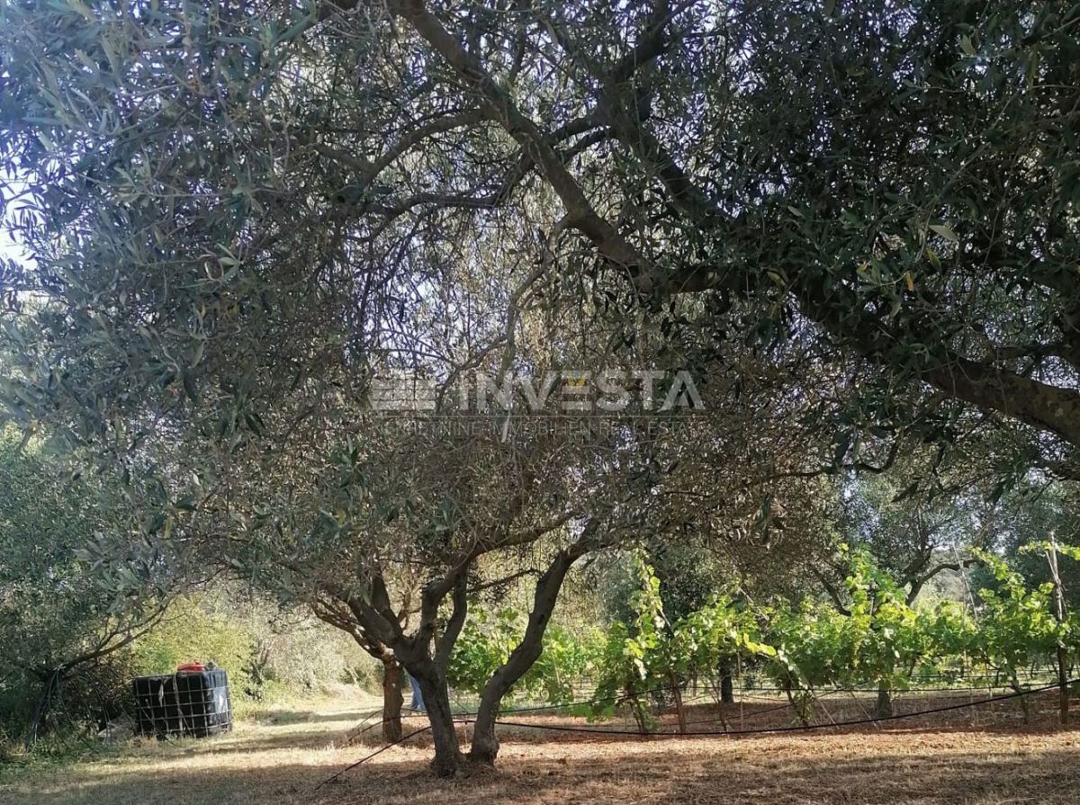 Rovigno, oasi verde di pace vicino al mare