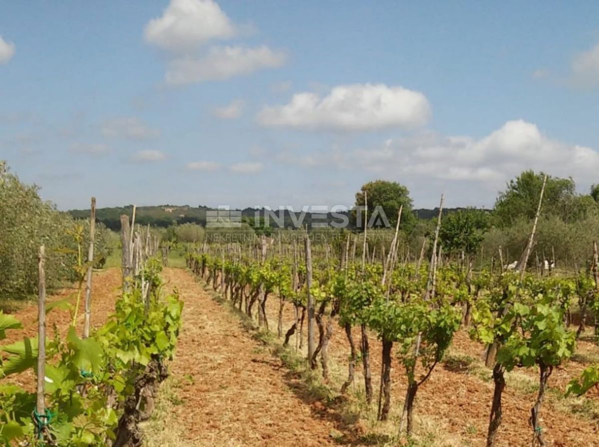 Rovigno, oasi verde di pace vicino al mare