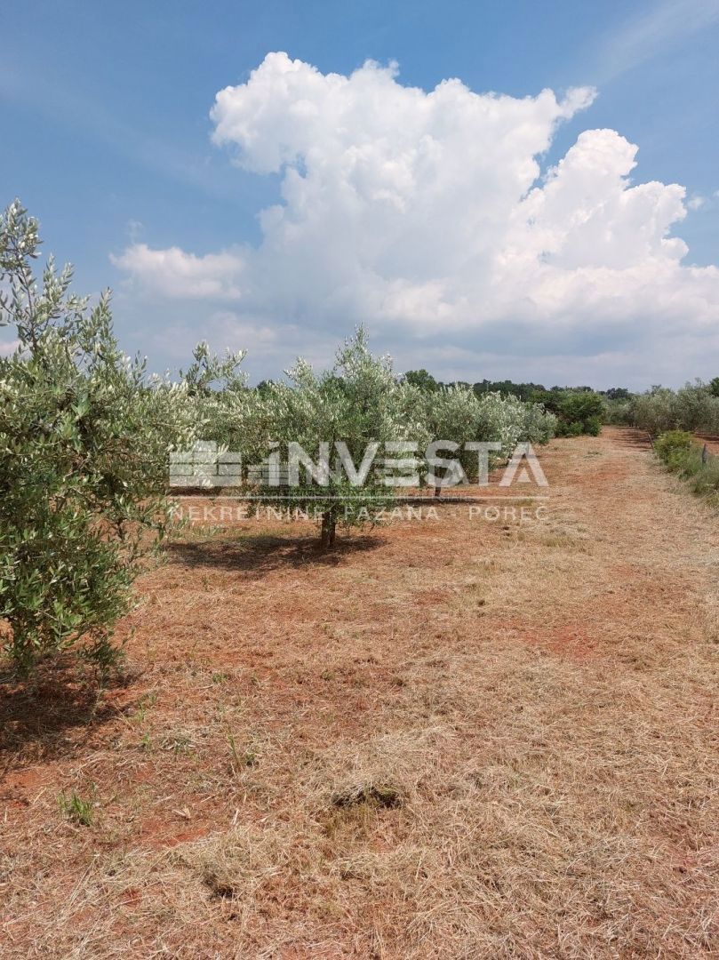 Parenzo, Labinci, uliveto con circa 150 ulivi, 6000 m2